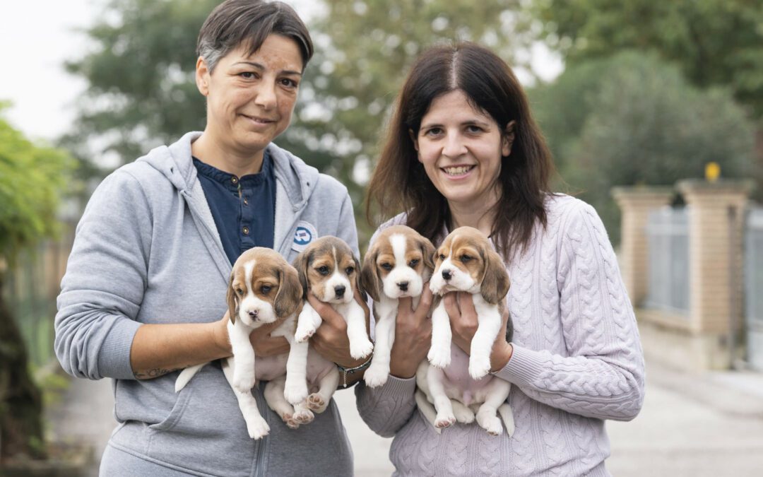Cinderella’s Puppies