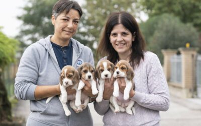 Cinderella’s Puppies