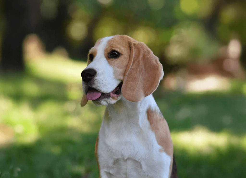 Beagle Sally in un ritratto all’aperto con sfondo sfocato verde