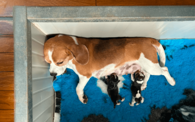 Royal’s Puppies