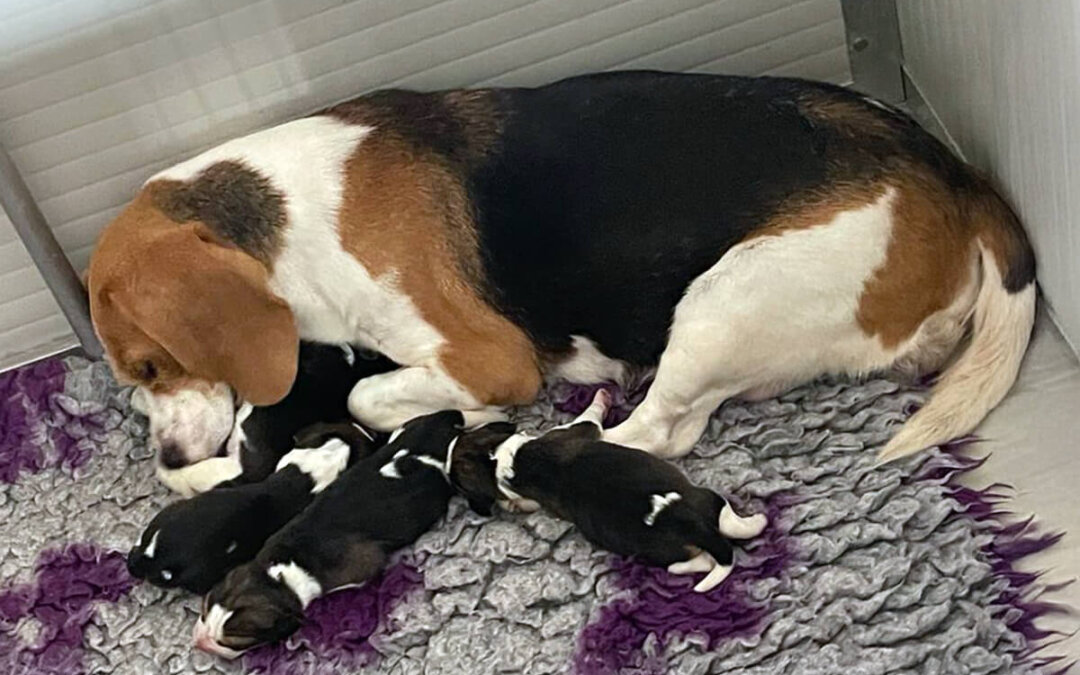 Lion King’s Puppies