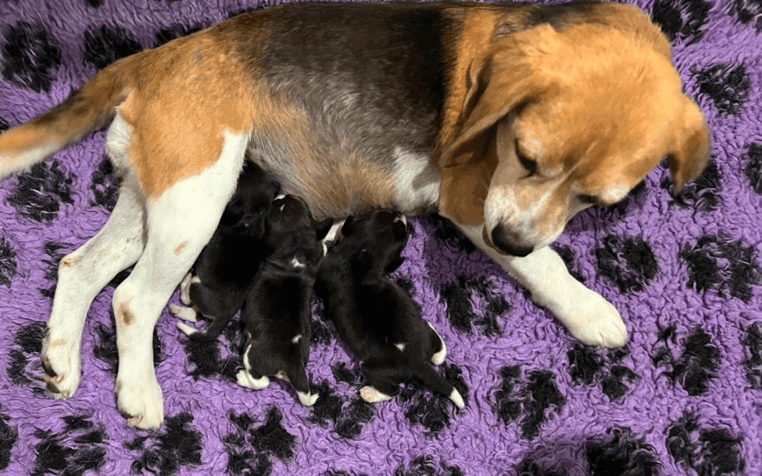 Star Puppies